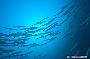 Sphyraena qenie Baracouda a nageoires noires-Moga Channel Balise-32m-20180529-Denis-ADER-DSC_1645_tn